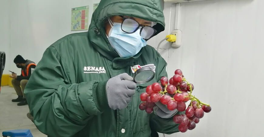 Perú realizó el primer envío de uva red globe al mercado argentino