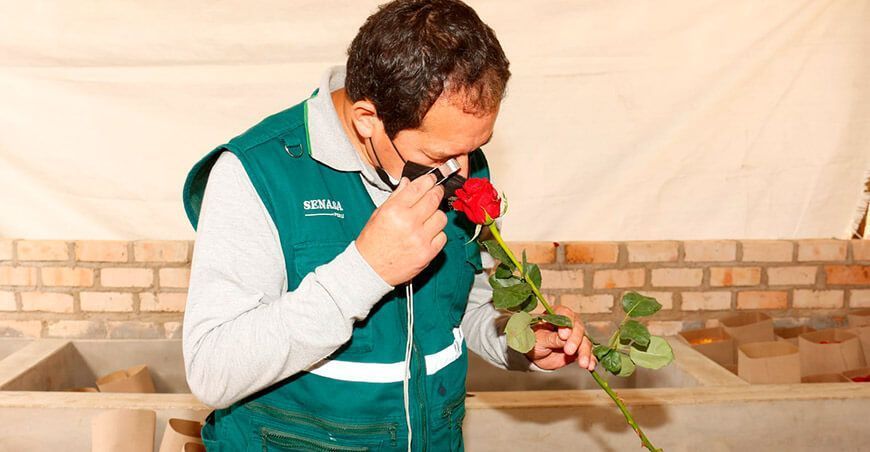 Cajamarca exporta primer lote de rosas post pandemia a Estados Unidos