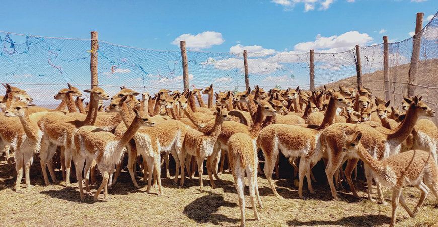 Captura y esquila fibra de vicuñas Junín Perú