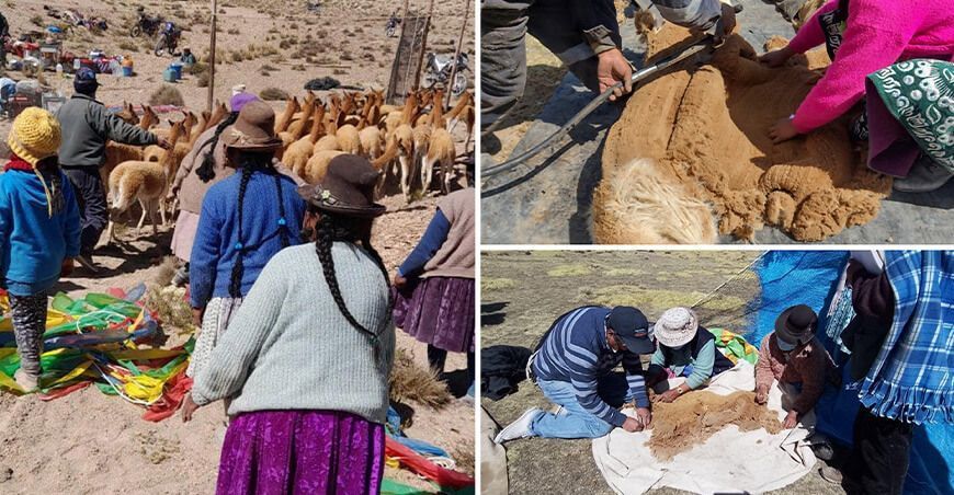 Chaccu de vicuñas Arequipa