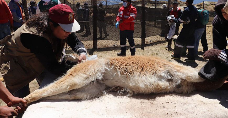 esquila de vicuñas Huancavelica Perú
