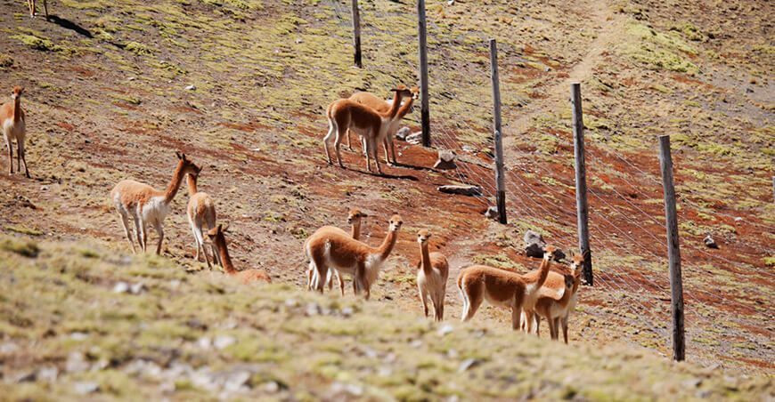 tradicional Chaccu de vicuñas