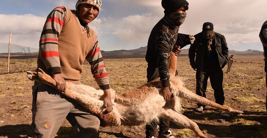 Senasa atendió a más de 900 vicuñas en la comunidad de Pampamarca en Ayacucho