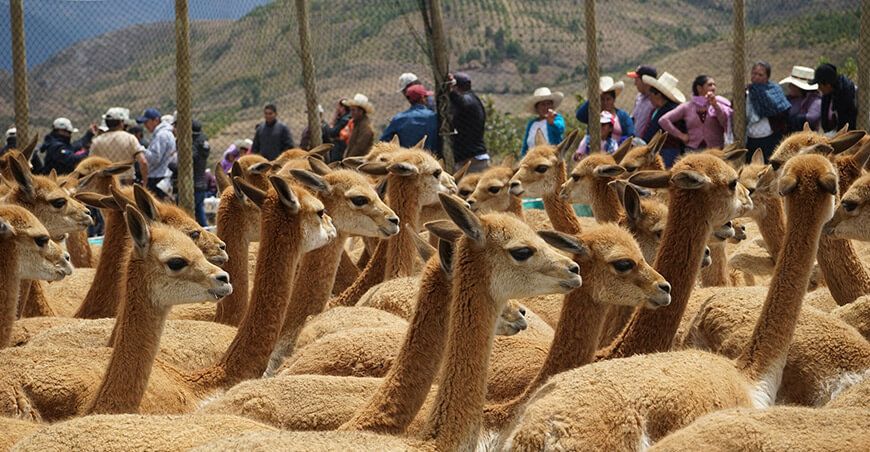 chaccu de vicuñas en distrito de Celendín Cajamarca Perú