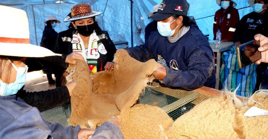Chaccu de vicuñas