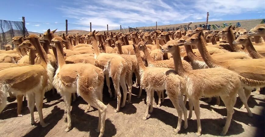 chaccu de vicuñas Perú