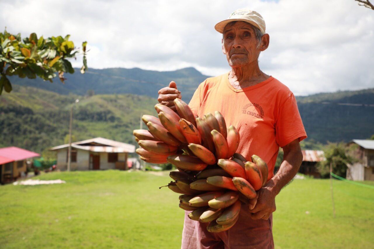 Chanchamayo: productores de plátanos mejoran sanidad vegetal