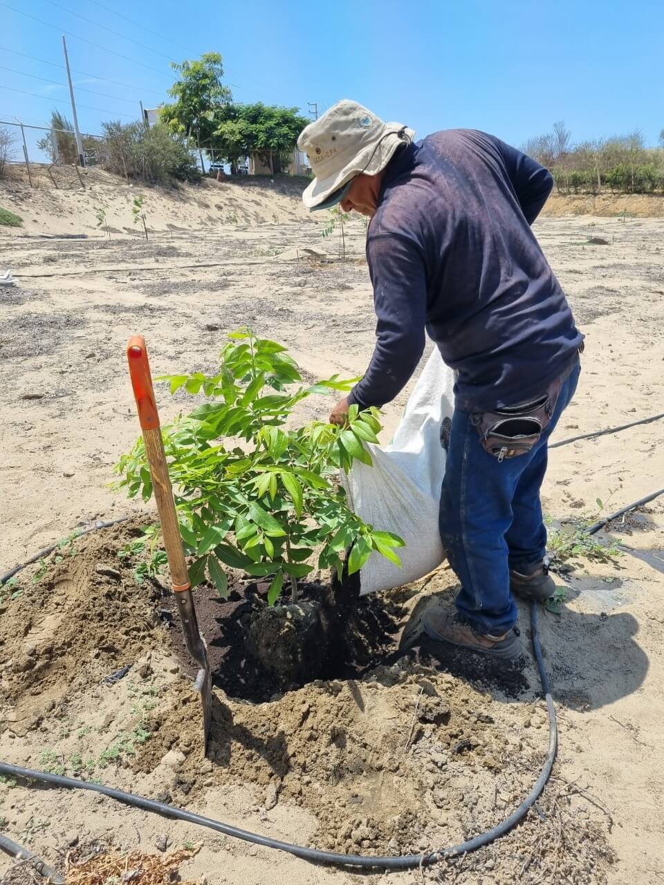 plantación de pecana en Chavimochic