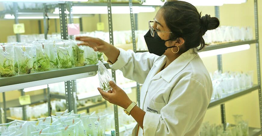 plantines de pitahaya cultivo in vitro