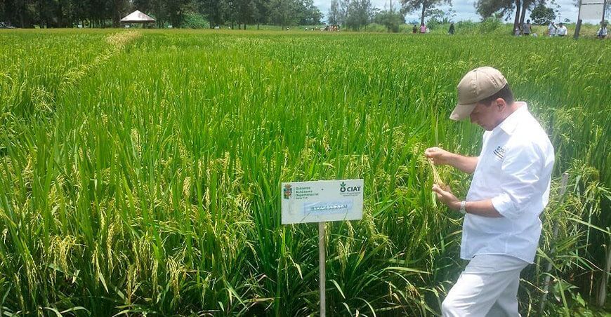 CIAT Hemos liberado cientos de variedades biofortificadas