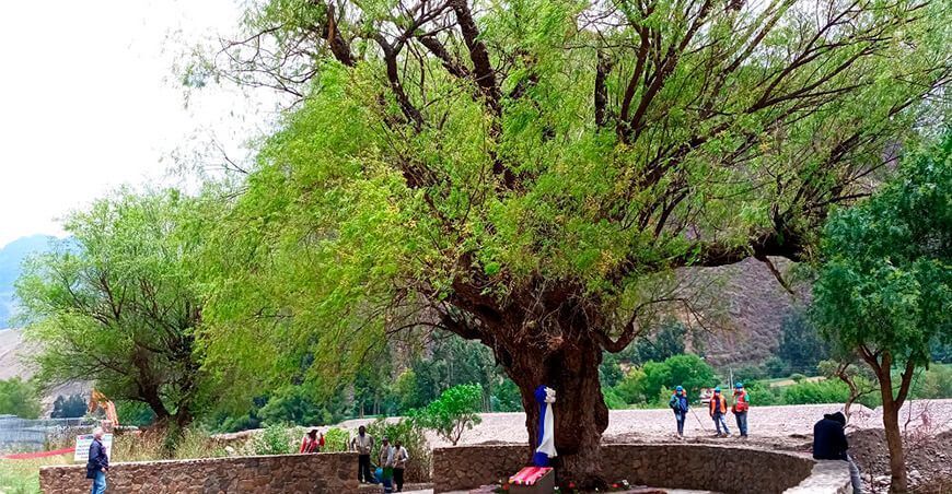 Cusco: cinco árboles distintivos de Calca son declarados como patrimoniales