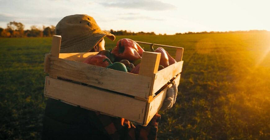 Cinco claves a considerar para la economía agrícola