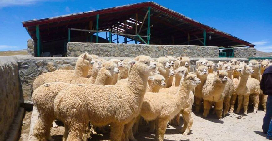 cobertizos Agro Rural