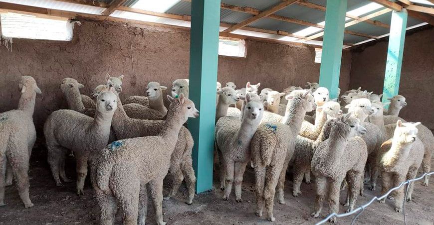 cobertizos alpacas Perú