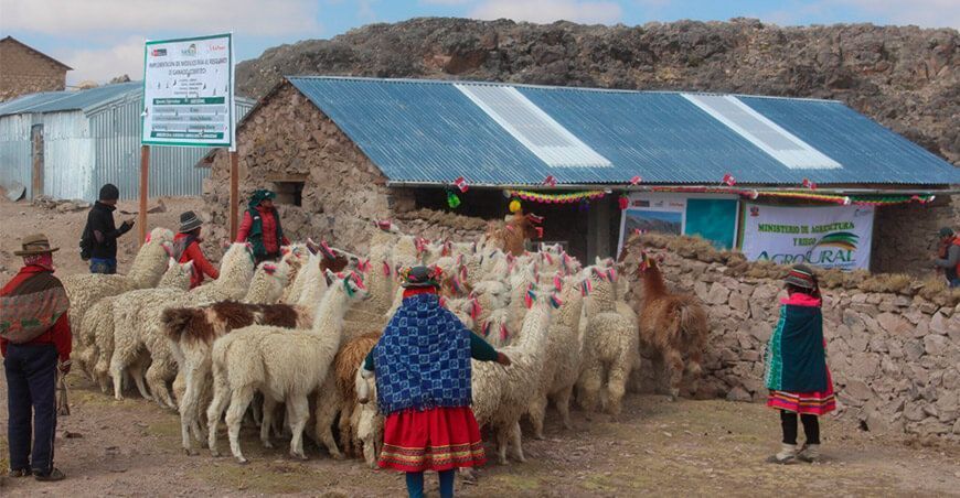 Entregarán 20 cobertizos para proteger ganado ante heladas en Huánuco