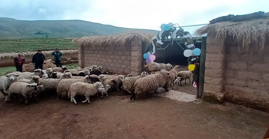 Cobertizos para proteger ganado ovino y alpacas Apurímac