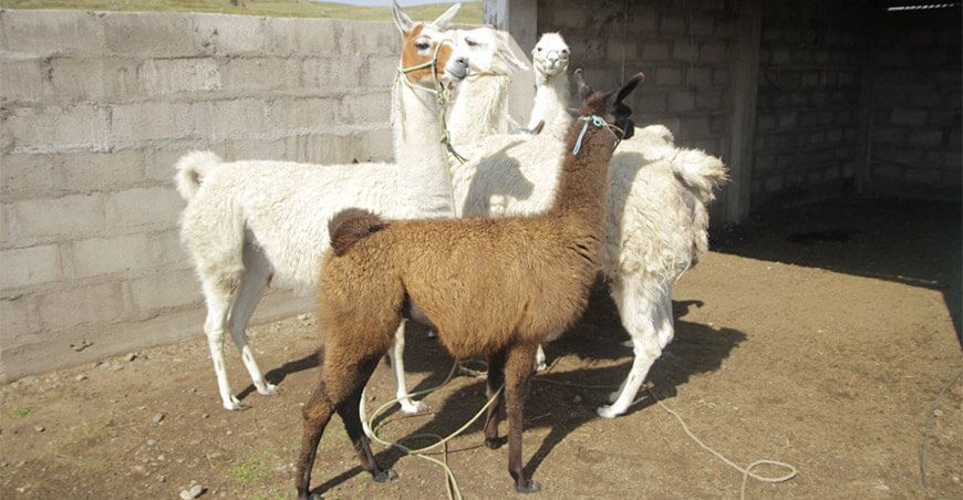 cobertizos ovino alpacas sierra Perú