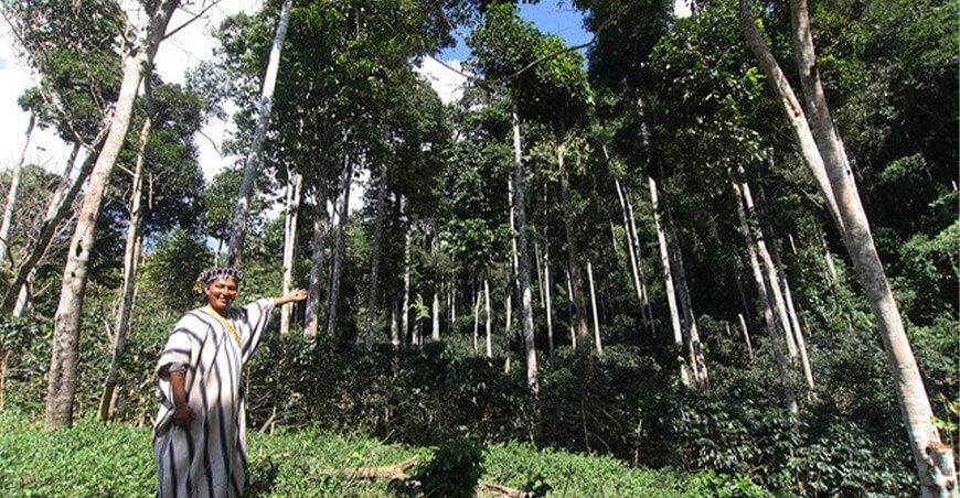 130 comunidades nativas contribuyen a conservar 1.5 millones de hectáreas de bosques