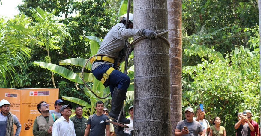 Comunidades nativas participaron en concurso de escaladores de aguaje en Loreto