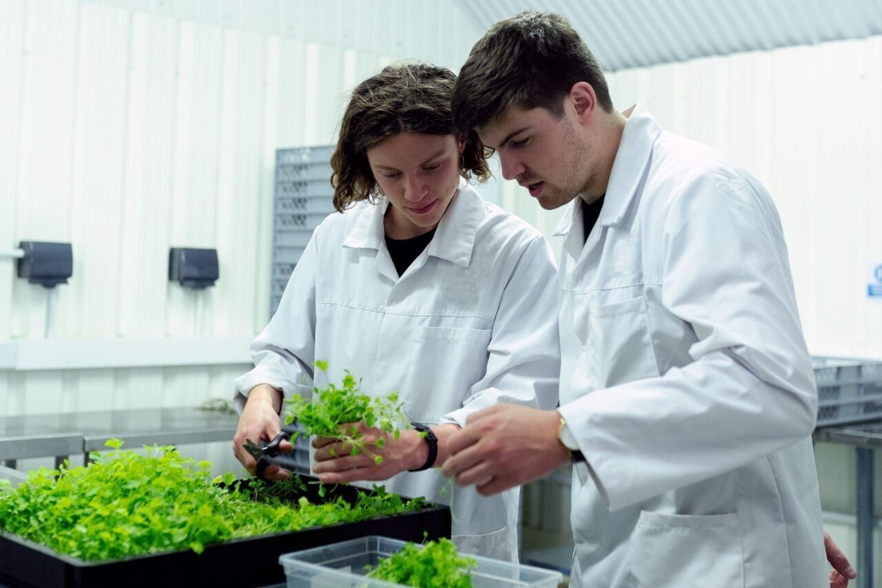 Analizan microorganismos que aportarían a la nutrición y salud de plantas 