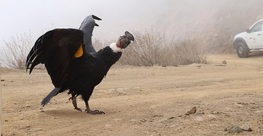 Cóndor andino Perú