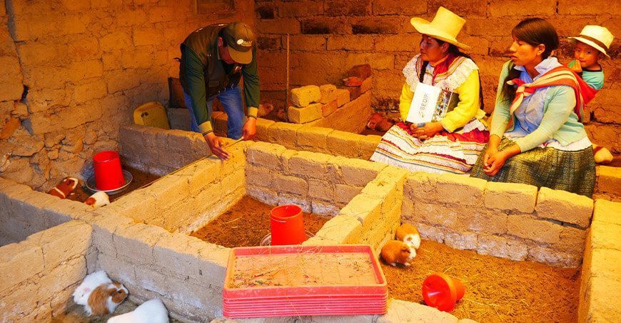mujeres de Pamparomás aprenden a construir pozas para crianza de cuyes