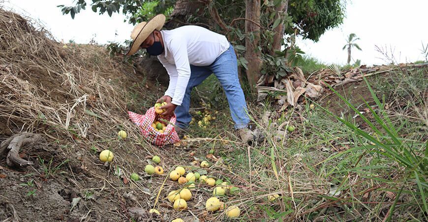 labores de control cultural plaga de mosca de la fruta Senasa Perú