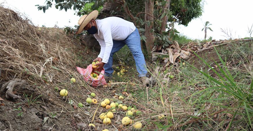 Avanza control y erradicación de las moscas de la fruta en Piura