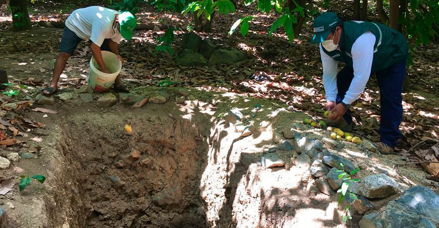 Amazonas: Intensifican acciones para controlar y erradicar mosca de la fruta