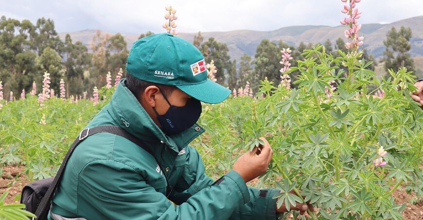 Senasa control de plagas cultivo tarwi Perú