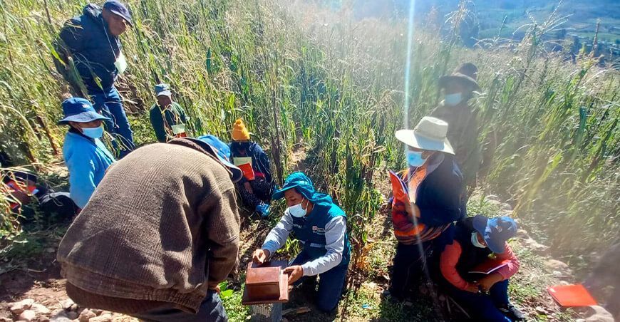 Tacna: Senasa y gobiernos locales refuerzan control de roedores en cultivos
