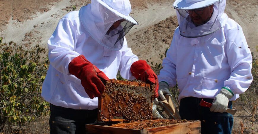 control de varroa colmas apícolas Senasa Perú