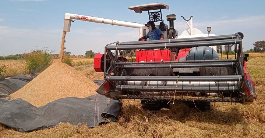 Arrancó la cosecha de arroz en el valle Jequetepeque