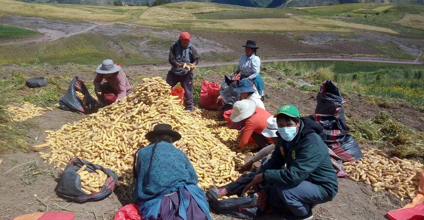 Agricultores cosechando oca en la sierra del Perú