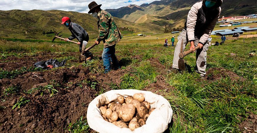 cosecha de papa agricultores peruanos