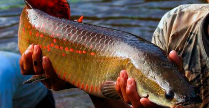 peces Amazónicos