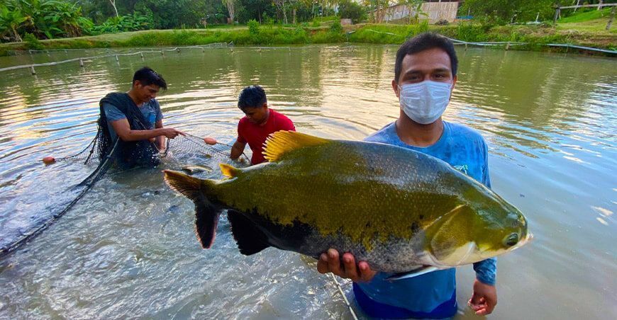 piscicultura crianza de peces amazónicos