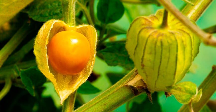 cultivo de aguaymanto
