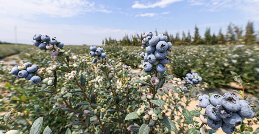 cultivo de arándanos Perú