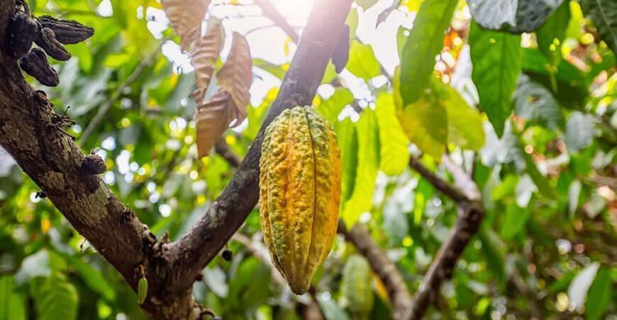 cultivo de cacao Perú