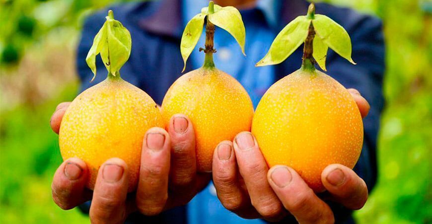 cultivo de granadilla Perú