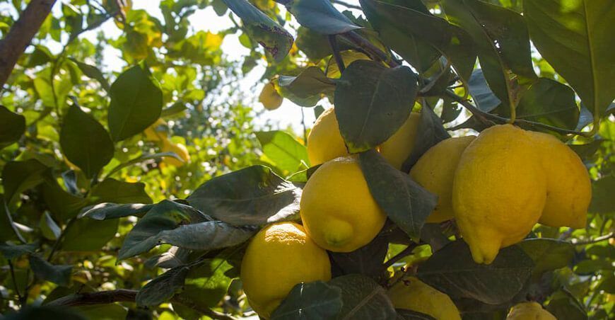 cultivo de cítricos limón Perú