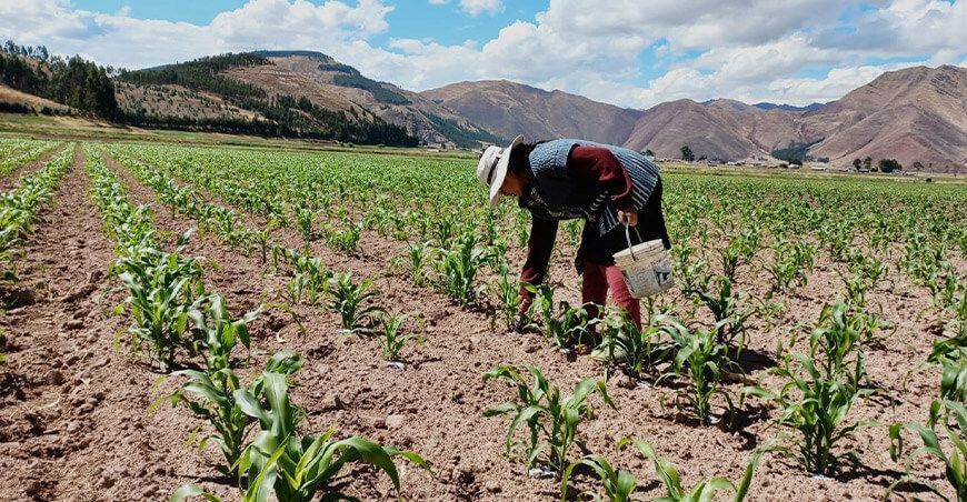 cultivo de maíz Perú