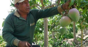 Estrategias claves en la cosecha del mango para asegurar exportaciones Sedir Perú