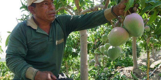 Estrategias claves en la cosecha del mango para asegurar exportaciones Sedir Perú