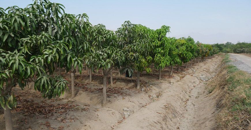 escasez de de agua afecta producción de cultivos de mango y palta en Ancash