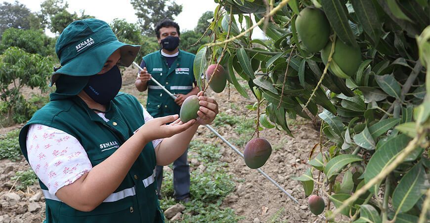 cultivo de mango Senasa Perú