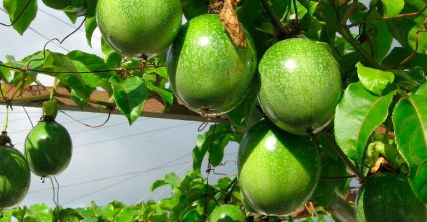cultivo de maracuyá Perú