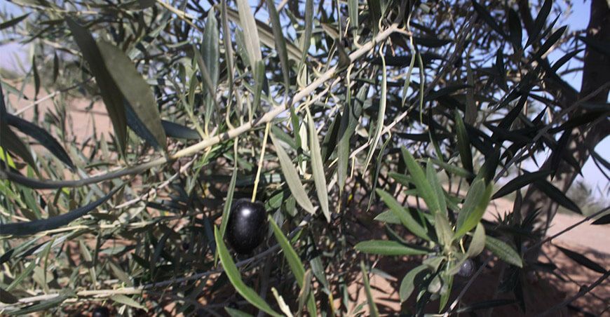 cultivo de olivo, aceitunas