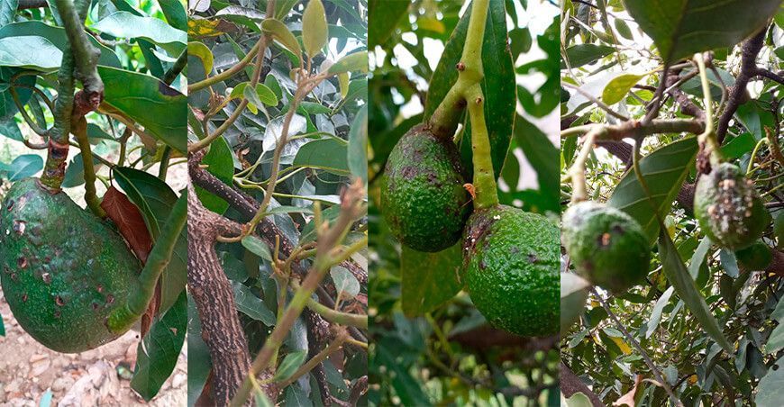 cultivo de palta afectado por plagas y enfermedades Conchucos